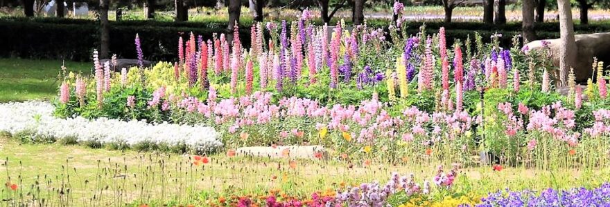 parterre de fleurs