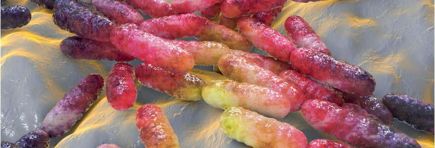 Lactobacillus gasseri